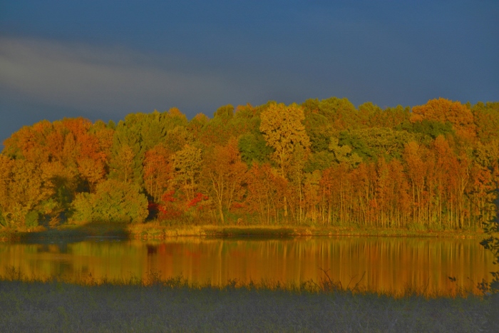 Autumn trees against pond